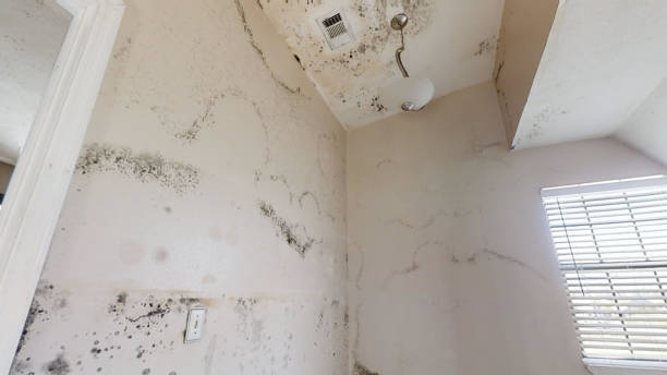  Whitesboro, NJ Mold Removal Pros