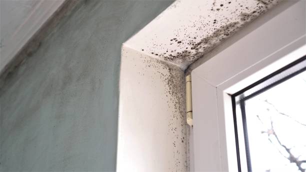 Best Crawl Space Mold Remediation  in Whitesboro, NJ
