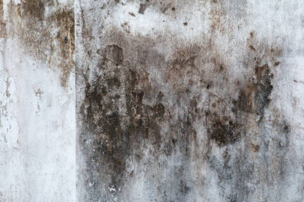 Best Biohazard Mold Removal  in Whitesboro, NJ