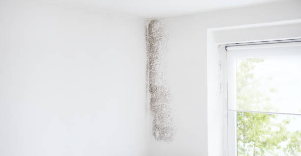 Best Indoor Air Quality Assessment  in Whitesboro, NJ