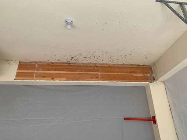 Best Mold Prevention Services  in Whitesboro, NJ