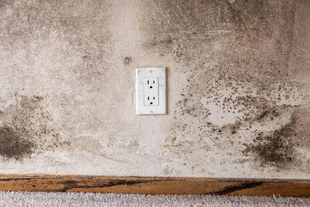 Mold Documentation for Insurance Claims in Whitesboro, NJ