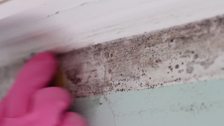 Best Basement Mold Removal  in Whitesboro, NJ